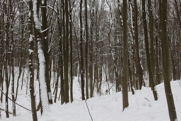  Winter snow-covered forest strikes with its beauty and silence