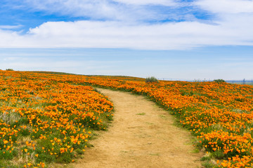 Trail on the hills of Antelope Valley California Poppy Reserve during blooming time © Sundry Photography
