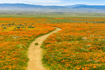 Trail on the hills of Antelope Valley California Poppy Reserve during blooming time