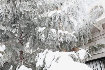 Coniferous tree covered with snow near the house