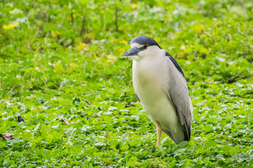 Close up of Black-crowned Night-Heron - Nycticorax, Lake Merritt, Oakland, California