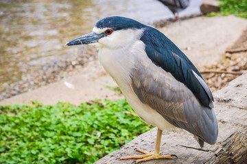 Close up of Black-crowned Night-Heron - Nycticorax, Lake Merritt, Oakland, California