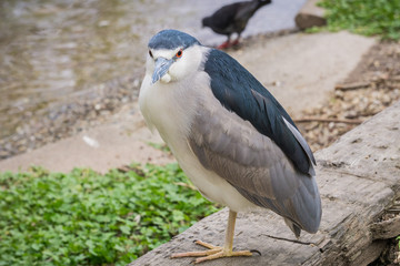 Close up of Black-crowned Night-Heron - Nycticorax, Lake Merritt, Oakland, California