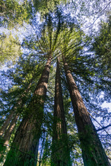 Fototapeta premium Tall Redwood trees (Sequoia sempervirens), California