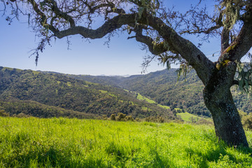 Valley oak tree in spring, view of the Hunting Hollow valley in the background, Henry W. Coe State Park, California
