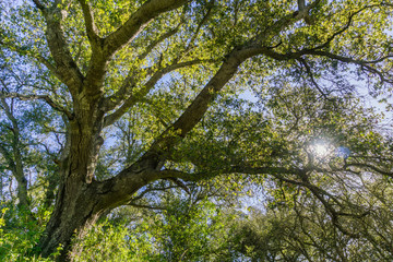 Large oak tree providing shade, Henry W. Coe State Park, California