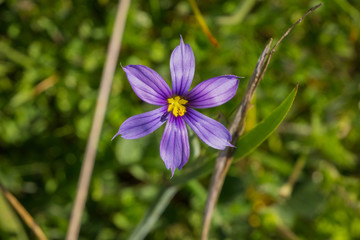 Close up of Blue-Eyed Grass (Sisyrinchium bellum) wildflower blooming in spring, California