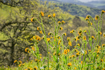 Close up of Fiddleneck (Amsinckia tesselata) wildflowers blooming on the hills, California
