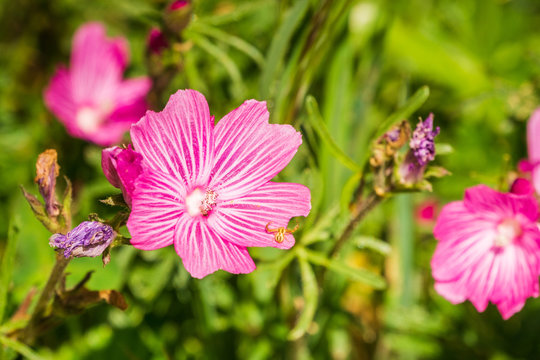Close up of Checkerbloom (Sidalcea malviflora) wildflowers, California