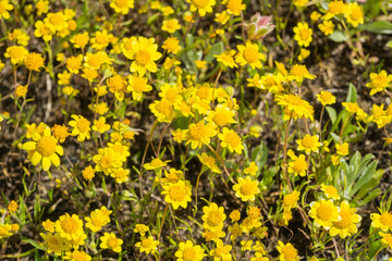 Goldfields blooming on meadows, view from above, California