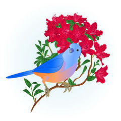 Small songbirdon Bluebird  thrush and red rhododendron spring background vintage vector illustration editable hand draw