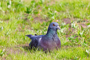 City pigeon sitting in the green grass and looking around