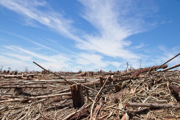 Deforestation concept image consisting of felled trees and a blue sky background. 
