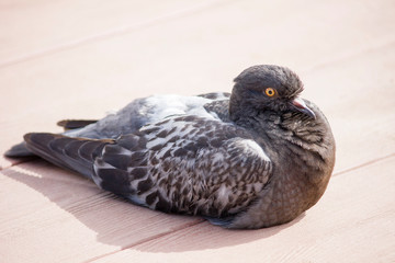 City pigeon sitting on wooden boards and resting basking in the sun