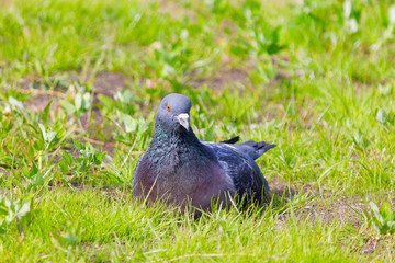 City pigeon sitting in the green grass and looking around