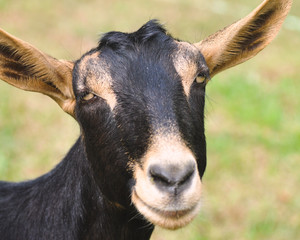 Goat Face