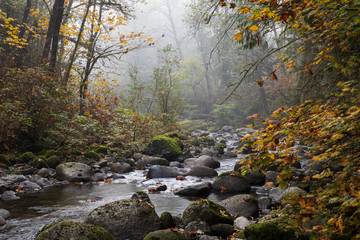 Autumn leaves in the mist at Wallace Falls Park