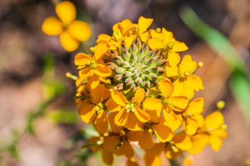 Western wallflower (Erysimum capitatum) blooming in spring, Pinnacles National Park, California