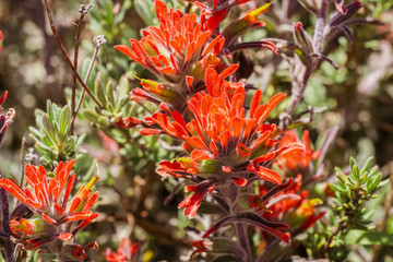 Naklejka na ściany i meble Close up of red Indian paintbrush (Castilleja) wildflowers, Pinnacles National Park, California