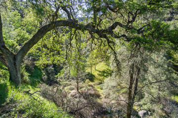 Hiking through the forest in the spring, Pinnacles National Park, California