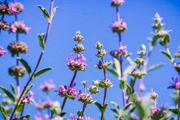 Cleveland sage (Salvia clevelandii) flowers on a blue sky background, California