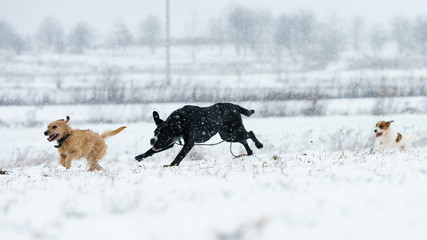 Fototapeta na wymiar A pack of dogs jack russell terrier is chasing on a winter meadow. Everything in the snow.