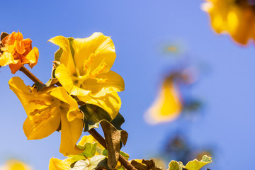 California Flannelbush (Fremontodendron californicum) flowering in spring, California