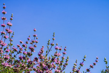 Cleveland sage (Salvia clevelandii) flowers on a blue sky background, California
