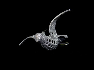 Paloma Brillante Gris Fondo Negro