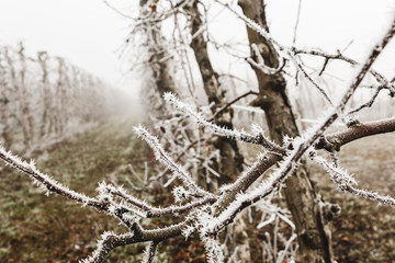 Fruit trees covered by ice during the winter on Lleida (Spain). Morning frost on fruit trees.