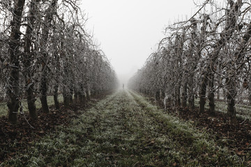 Fruit trees covered by ice during the winter on Lleida (Spain). Morning frost on fruit trees.