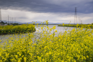 The wild mustard flowers blooming in spring on the bay trail, Sunnyvale, San Francisco bay, California
