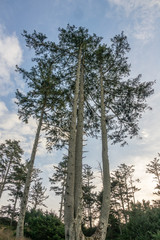 Vertical Trees at Ecola State Park