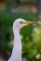 Cattle Egret in its natural habitat in a soft blurry background.