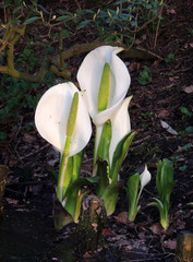 Lysichiton of Kamchatka, Lysichiton camtschatcensis, during flowering