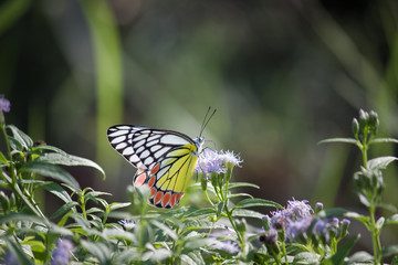 Beautiful Indian Jezebel Butterfly sitting on the flower plant in its natural habitat