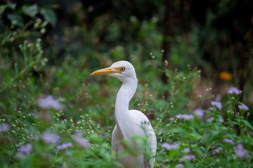 Cattle Egret in its natural habitat in a soft blurry background.