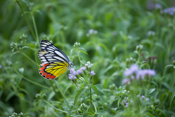 Beautiful Indian Jezebel Butterfly sitting on the flower plant in its natural habitat