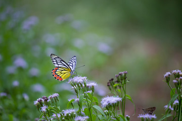 Beautiful Indian Jezebel Butterfly sitting on the flower plant in its natural habitat