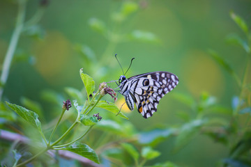 Beautiful common lime butterfly sitting on the flower plants with a nice soft background.