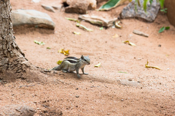 Squirrel