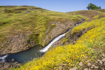 Fototapeta na wymiar Goldfield wildflowers on the hills of North Table Mountain, fast running creek in the background, Oroville, California