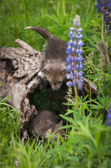 Red Fox (Vulpes vulpes) Kit Looks Down at Sibling in Log Summer