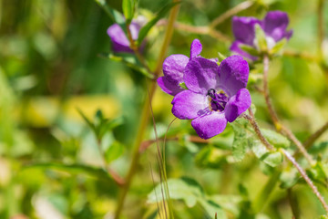 Blue fiesta flower (Pholistoma auritum), Pinnacles National Park, California