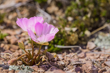 Bitterroot (Lewisia rediviva), the state flower of Montana; blooming in spring in Pinnacles National Park, California