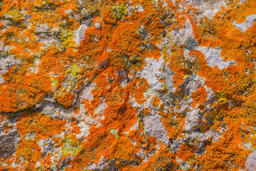Rock covered in vivid orange moss, Pinnacles National Park, California