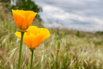 Naklejka premium California Poppies (Eschscholzia californica) growing on a field on a blue cloudy background, California