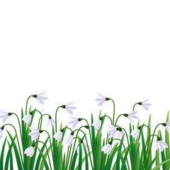 Snowdrops flowers. Galanthus vector illustration. First sign of spring, spring symbol