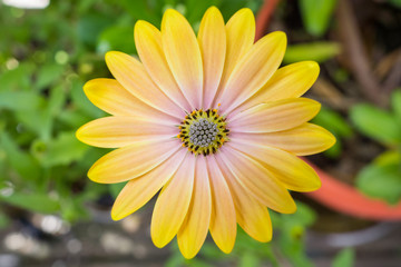 Close up of Yellow African Daisy (Osteospermum)