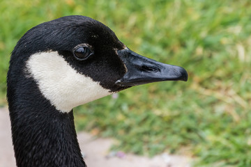 Close up of Canada goose head, California